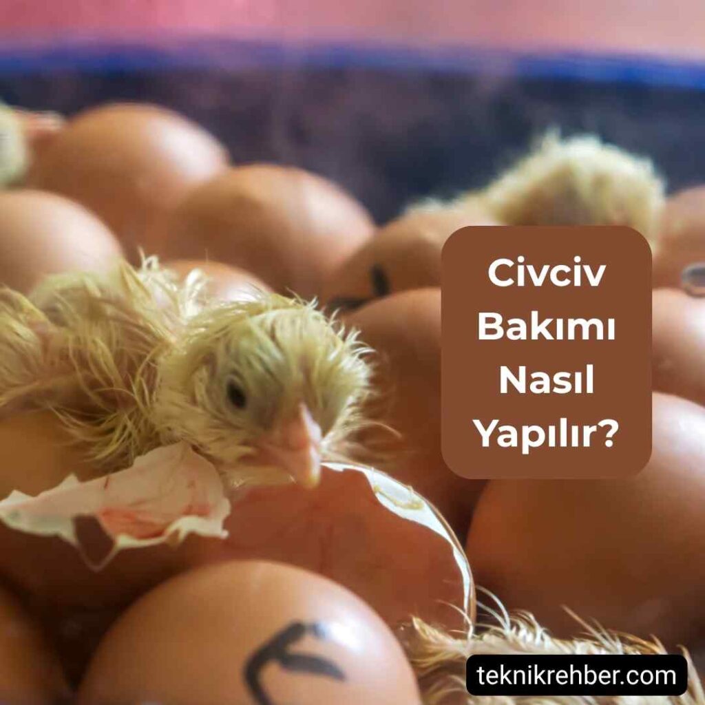 Adım Adım CivCiv Bakımı Nasıl Yapılır? 1 Civciv bakımı.