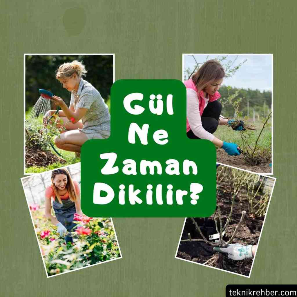 Gül Ne Zaman Dikilir, Gül Tohumu Ne Zaman Ekilir? 1 Gül ne zaman dikilir?