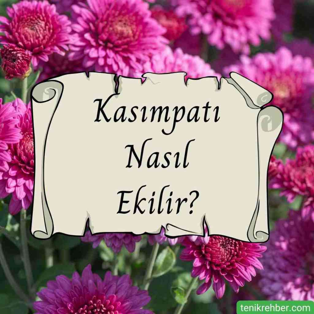 Kasımpatı Ne Zaman Ekilir? Tohumu Hangi Ayda Ekilir? 2 Kasımpatı nasıl ekilir?