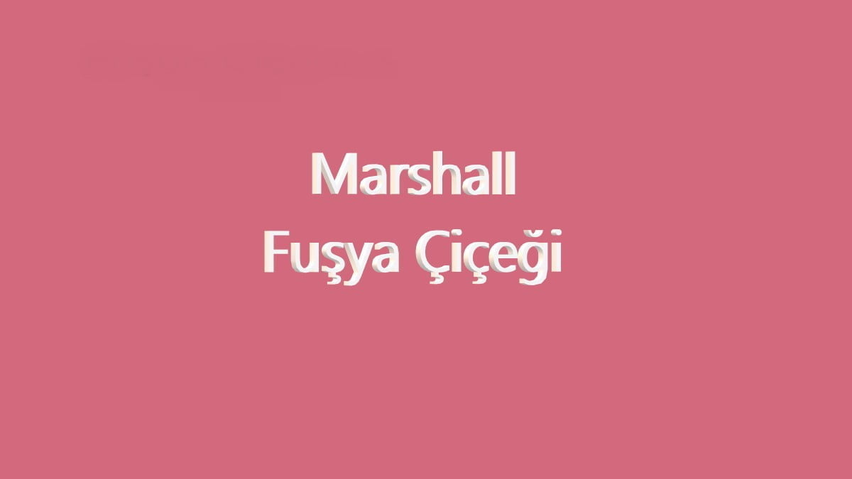 Pembe Duvar Boyası Tonları ve İsimleri 20 marshall fuşya rengi