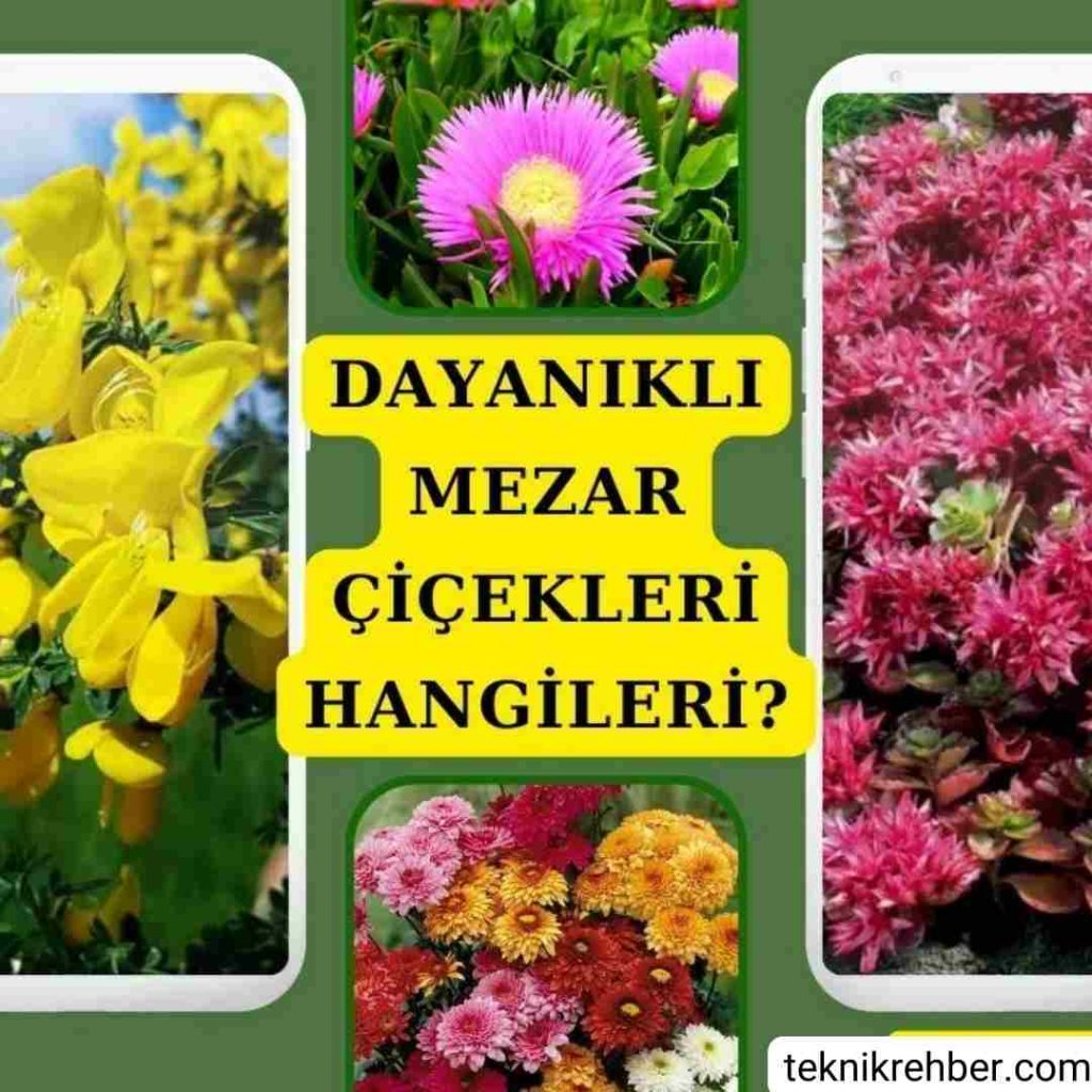 Mezar Çiçekleri ve Ağaçları Hangileri? 5 Dayanıklı mezar çiçeği.