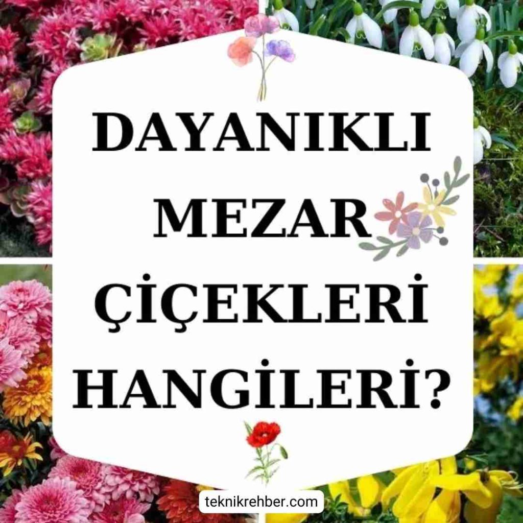 Mezar Çiçekleri ve Ağaçları Hangileri? 2 Dayanıklı mezar çiçekleri.