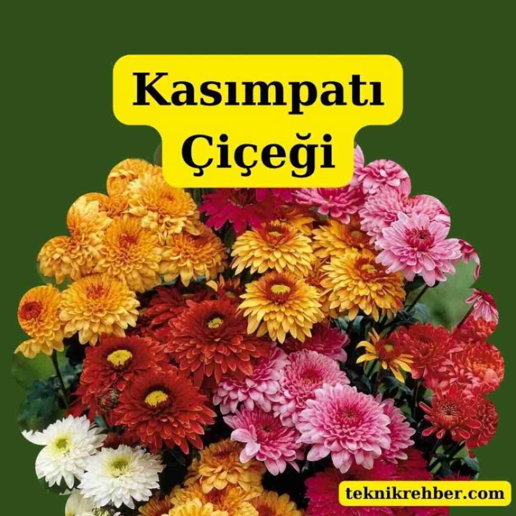 Mezar Çiçekleri ve Ağaçları Hangileri? 11 Kasımpatı bitkisi.