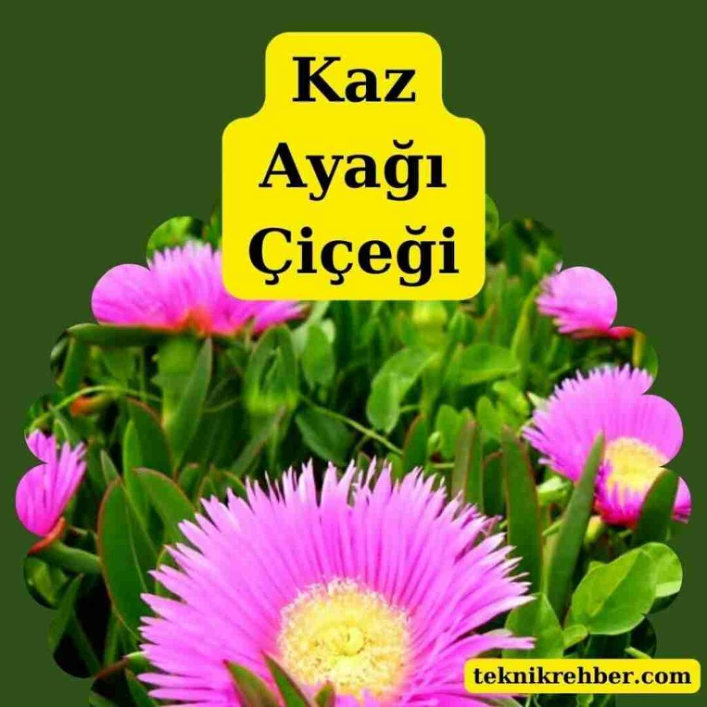 Mezar Çiçekleri ve Ağaçları Hangileri? 10 Kaz ayağı çiçeği.