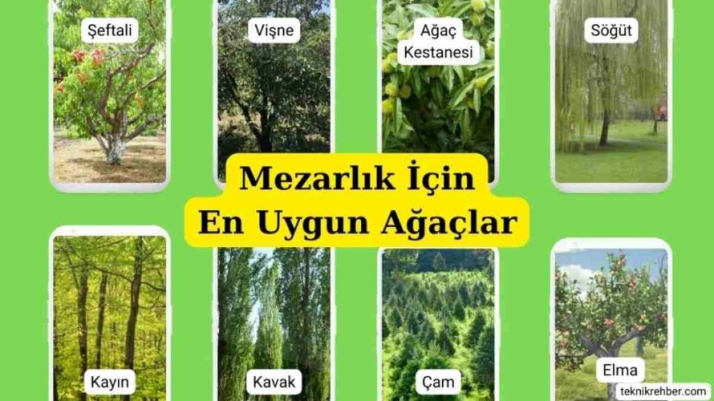 Mezar Çiçekleri ve Ağaçları Hangileri? 14 mezarlık ağaçları