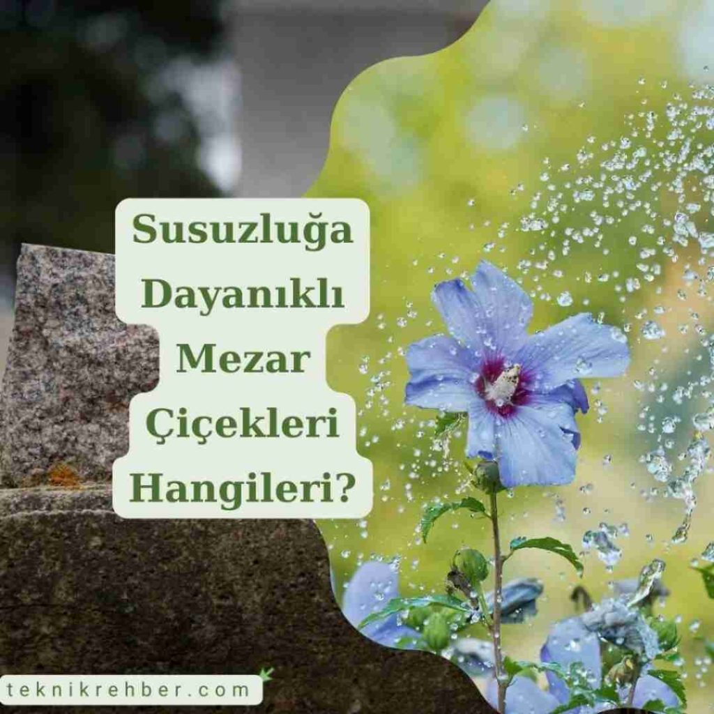 Mezar Çiçekleri ve Ağaçları Hangileri? 4 Susuzluğa dayanıklı mezar çiçekleri