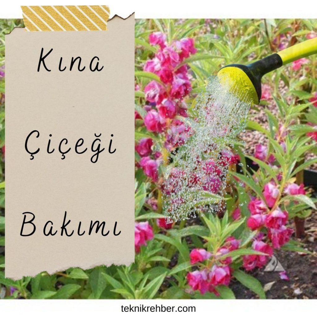 Kına Çiçeği Nedir? Bakımı ve Faydaları 4 Kına çiçeği bakımı.