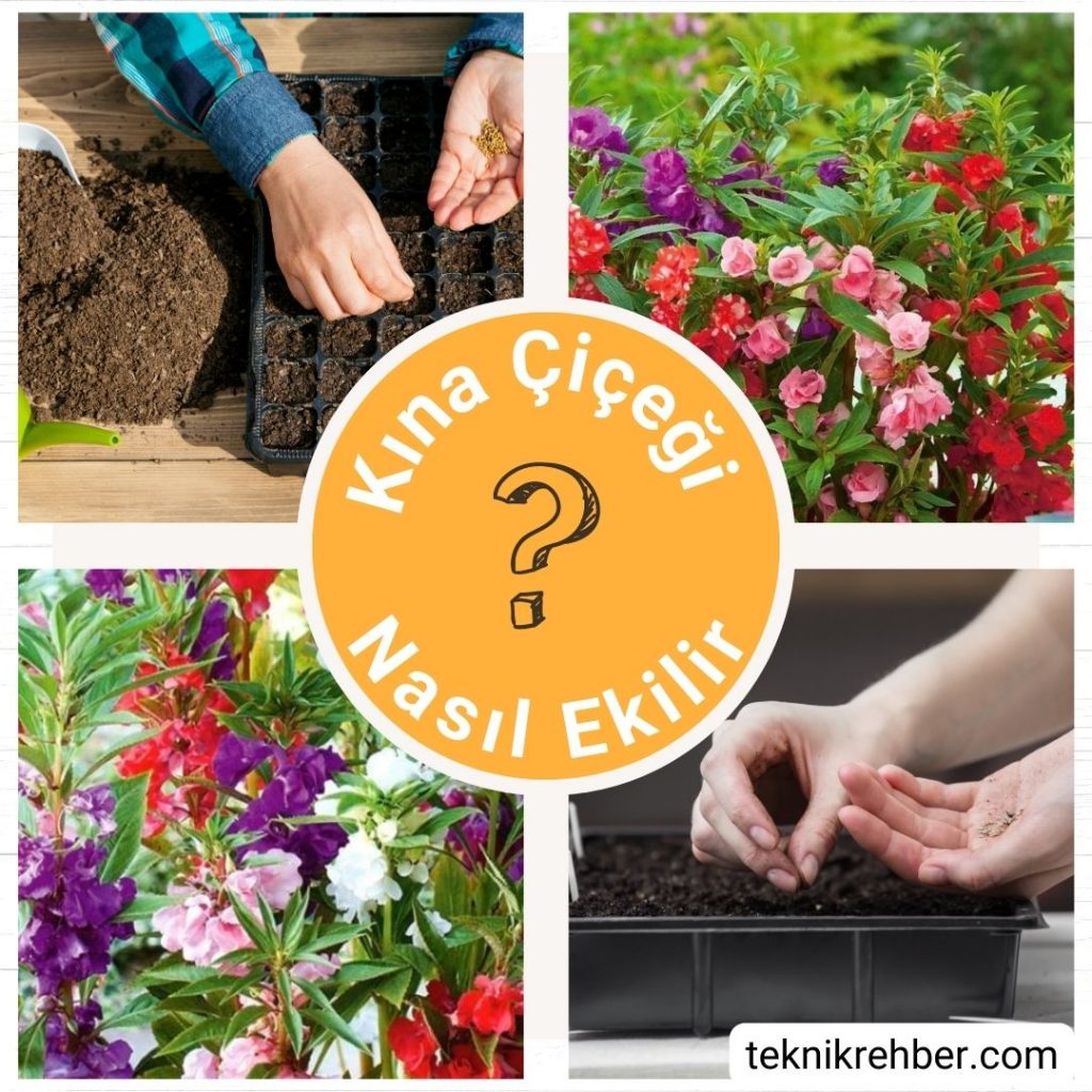 Kına Çiçeği Nedir? Bakımı ve Faydaları 5 Kına çiçeği nasıl ekilir?