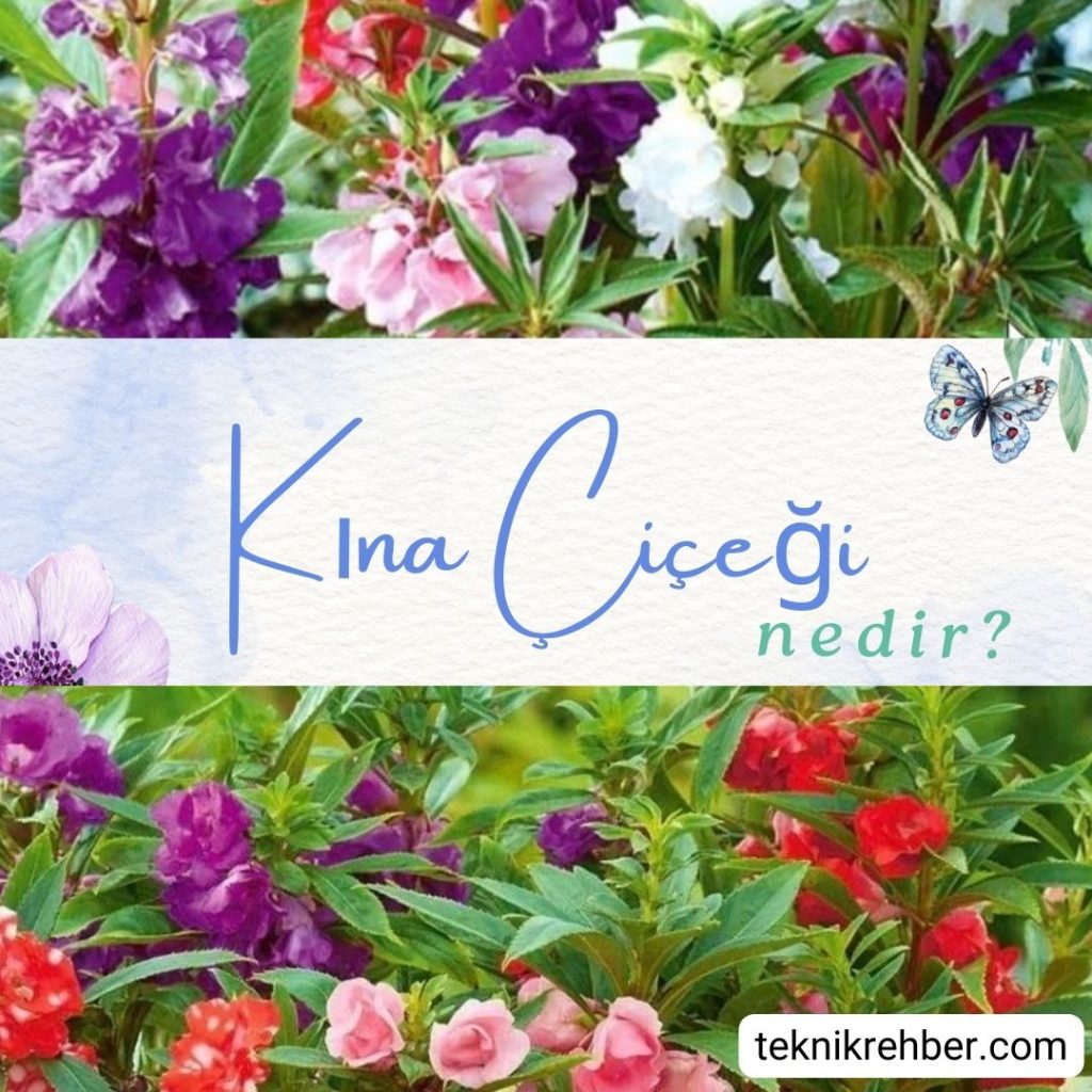 Kına Çiçeği Nedir? Bakımı ve Faydaları 2 Kına çiçeği nedir?