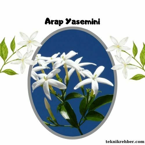 Yasemin Çiçeği Bakımı ve Özellikleri 6 Arap yasemini bakımı