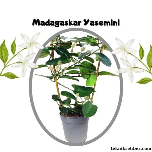 Yasemin Çiçeği Bakımı ve Özellikleri 5 madagaskar yasemini
