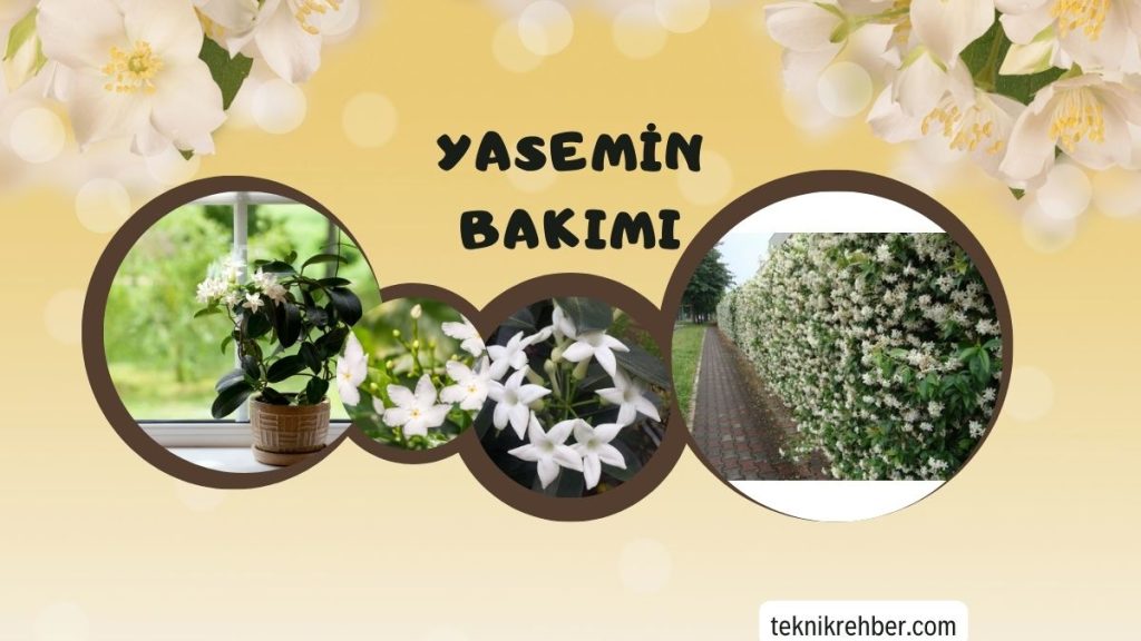 Yasemin Çiçeği Bakımı ve Özellikleri 2 yasemin çiçeği bakımı