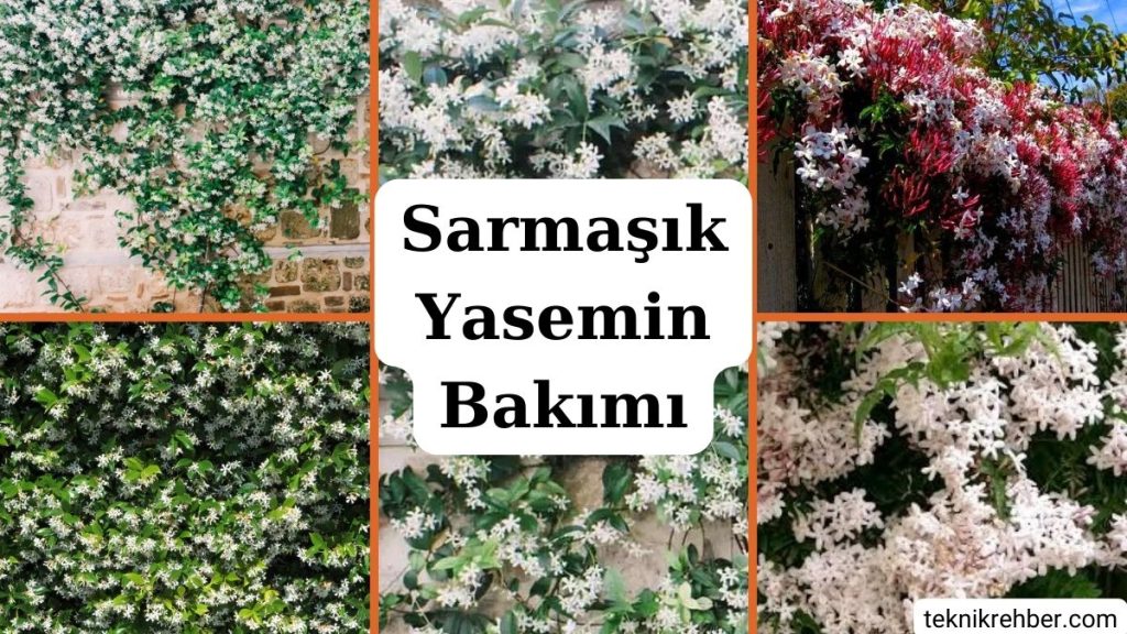 Yasemin Çiçeği Bakımı ve Özellikleri 4 Sarmaşık yasemin bakımı.