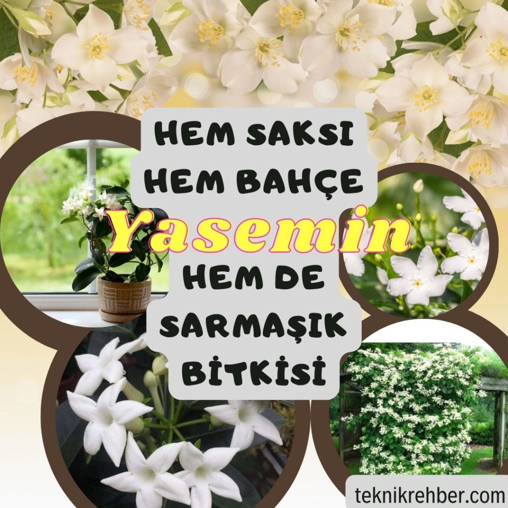 Yasemin Çiçeği Bakımı ve Özellikleri 9 Yasemin çiçeği özellikleri