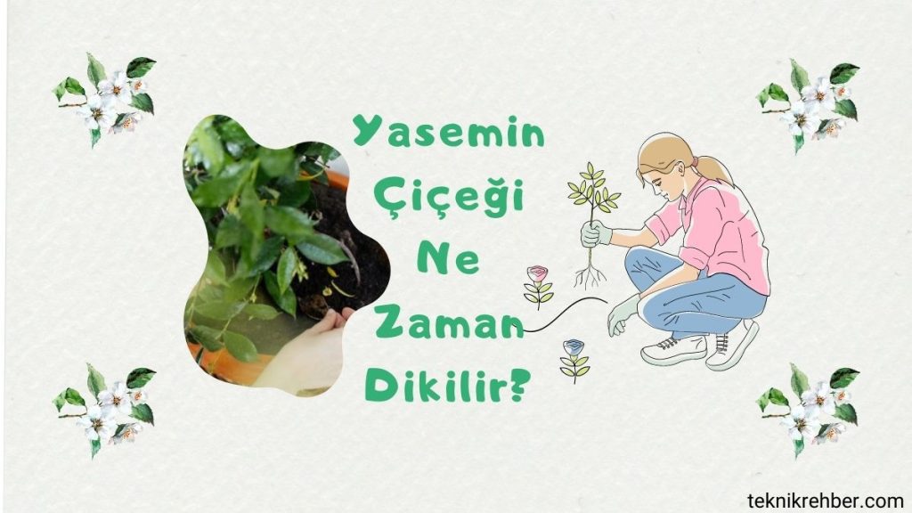 Yasemin Çiçeği Bakımı ve Özellikleri 8 Yasemin çiçeği ne zaman dikilir?