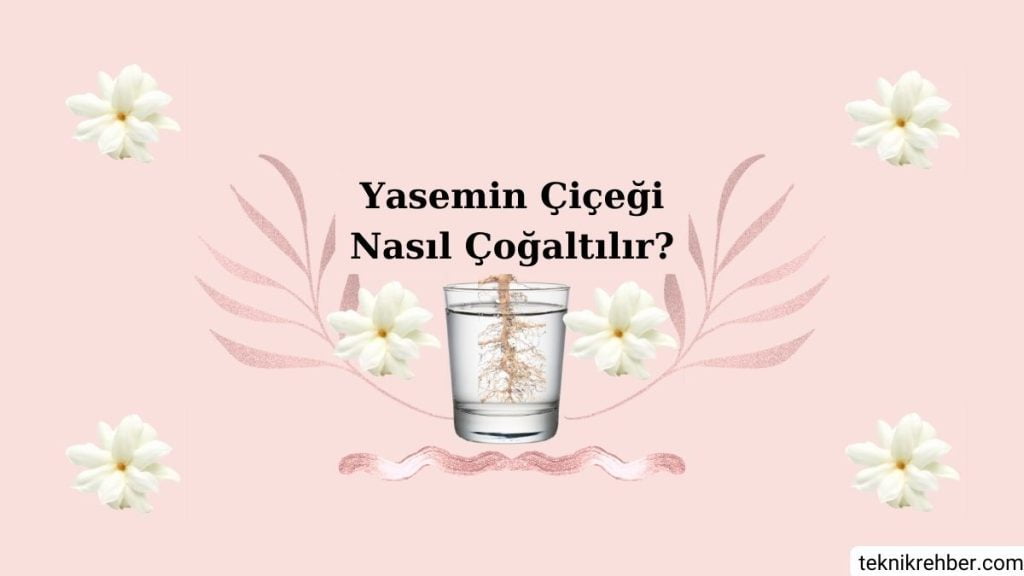 Yasemin Çiçeği Bakımı ve Özellikleri 7 Yasemin çiçeği çoğaltma.