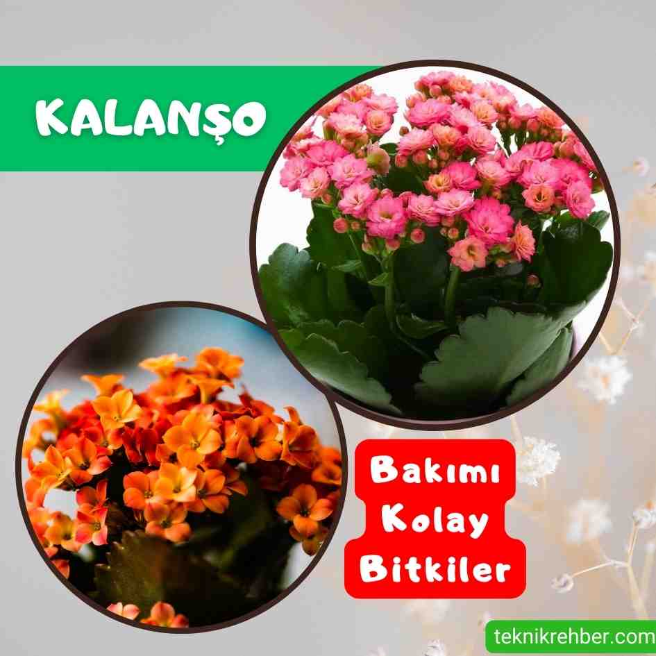 Evde Bakımı Kolay Saksı Çiçekleri: 12 Resimli Öneri 11 Kalanşo bakımı kolay mı?