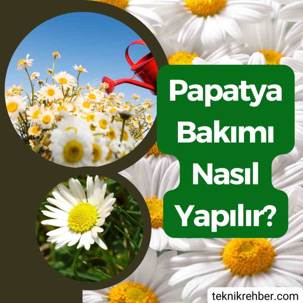 Papatya Bakımı, Özellikleri ve Çoğaltma 2 Papatya bakımı
