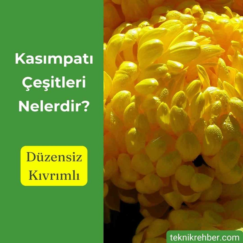 Kasımpatı Nedir?, Kasımpatı Çeşitleri 4 duzensiz kivrimli kasimpati