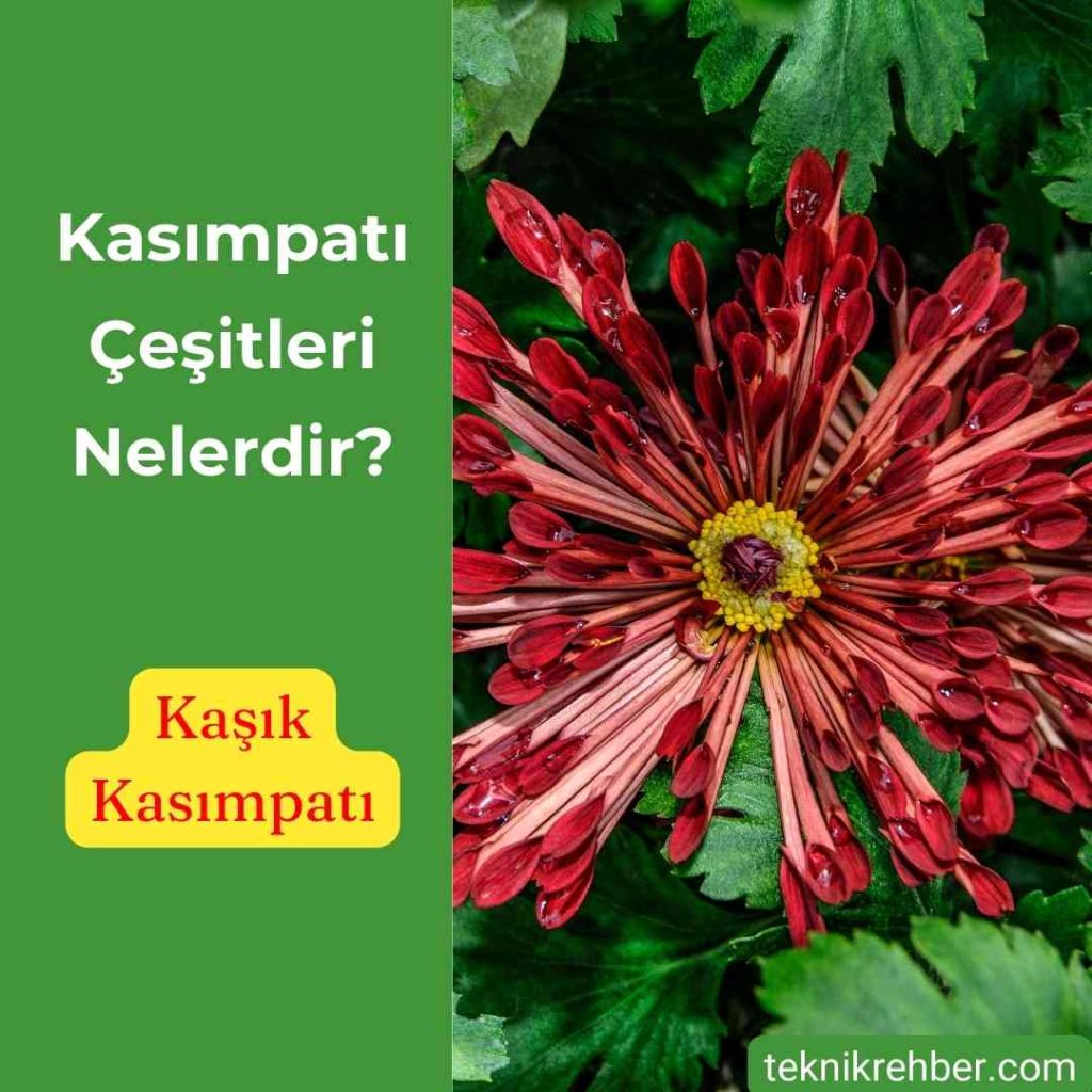 Kasımpatı Nedir?, Kasımpatı Çeşitleri 12 Kaşık Kasımpatı.