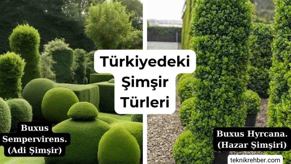 Şimşir Ne Demek? Özellikleri ve Çeşitleri 3 Şimşir çeşitleri.