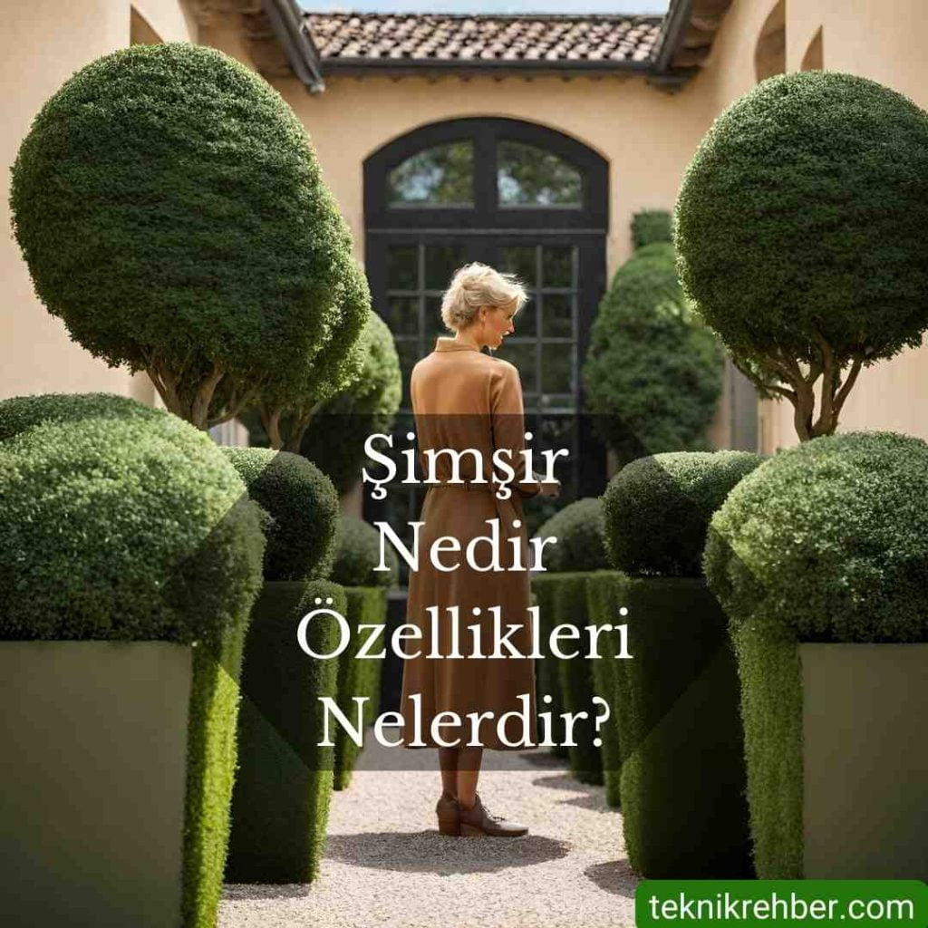 Şimşir Ne Demek? Özellikleri ve Çeşitleri 1 Şimşir ne demek?