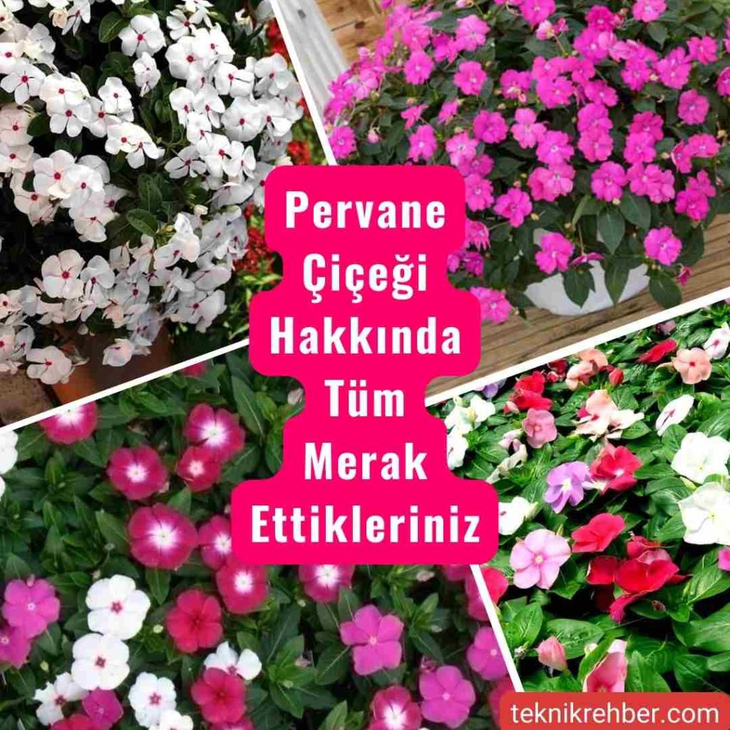Pervane Çiçeği (Rozet,Vinca) Merak Edilenler 1 Pervane çiçeği.