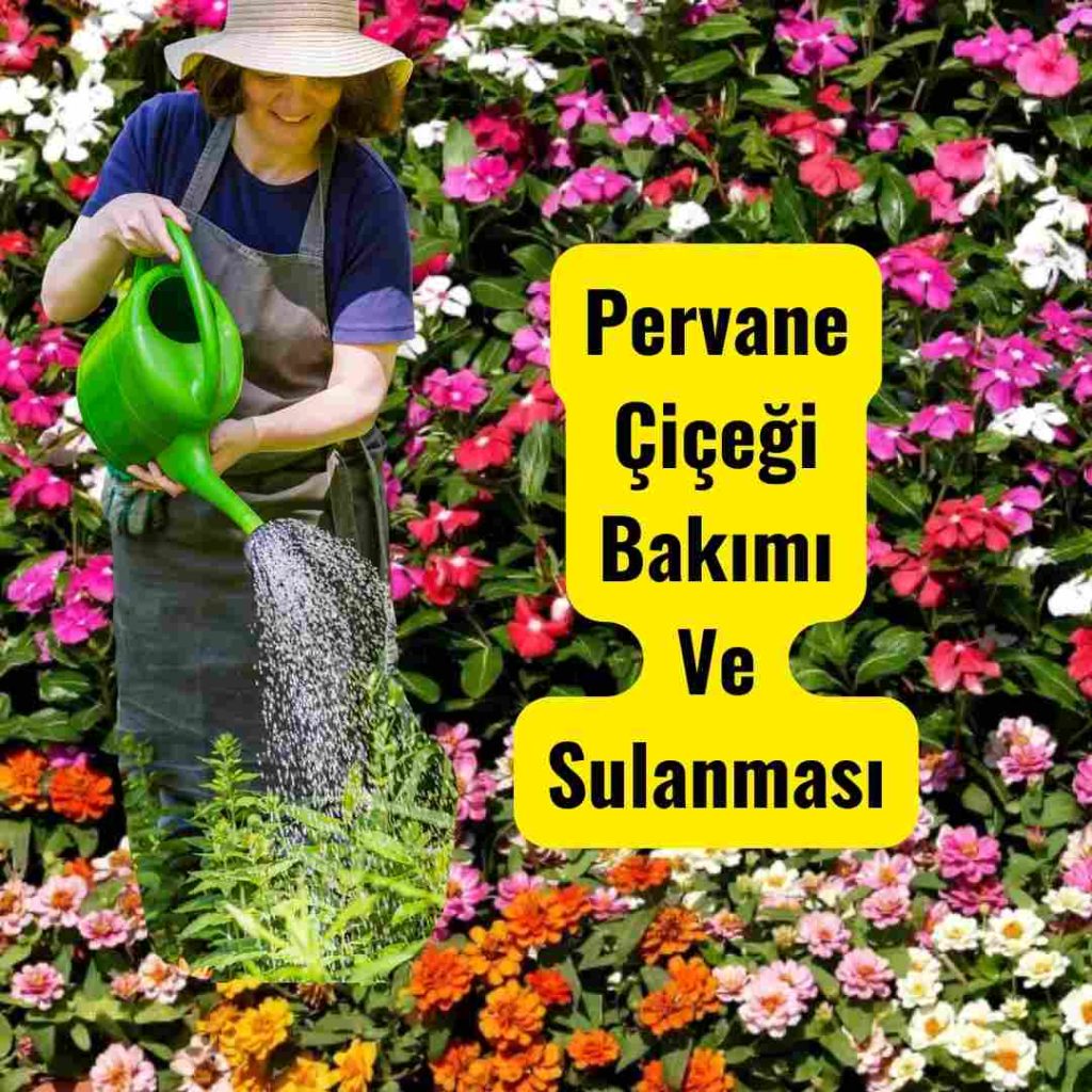 Pervane Çiçeği (Rozet,Vinca) Merak Edilenler 2 Pervane çiçeği bakımı sulama.