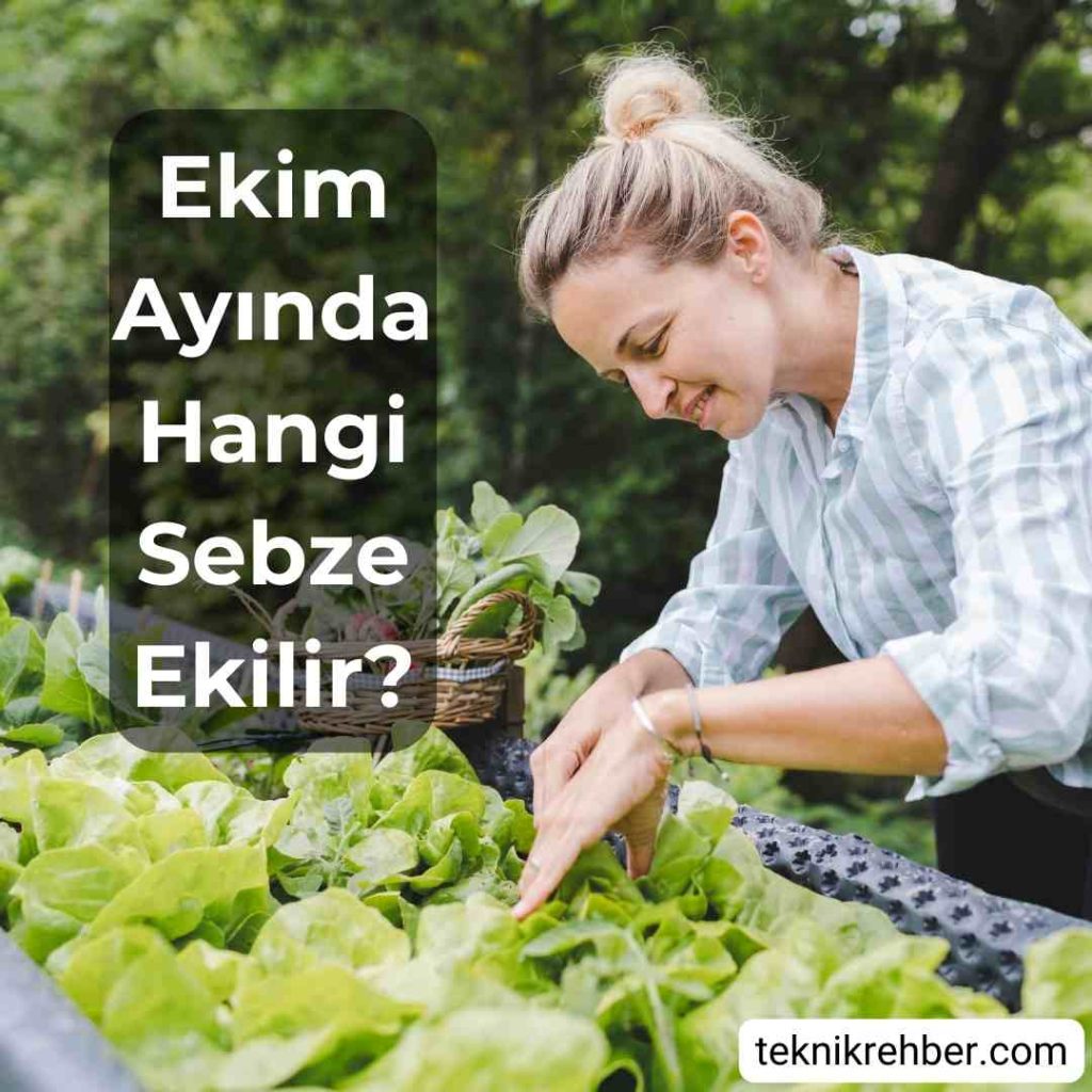 Ekim Ayında Ne Ekilir? (Sebze ve Çiçekler) 2 Ekim ayında hangi sebze ekilir?