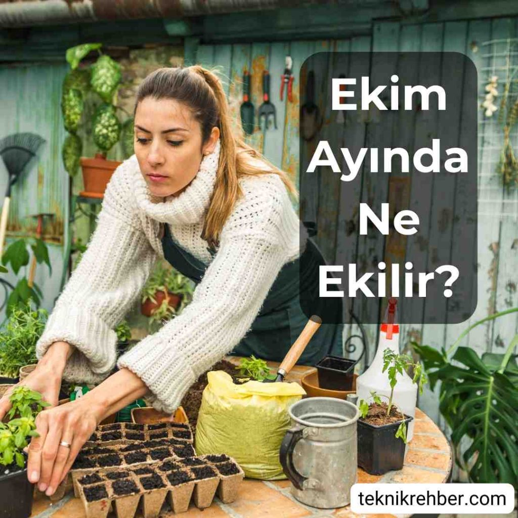 Ekim Ayında Ne Ekilir? (Sebze ve Çiçekler) 1 Ekim ayında ne ekilir?