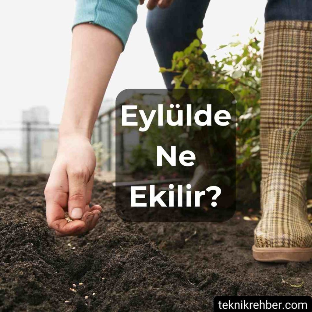 Eylül Ayında Ne Ekilir, Eylülde Ne Ekilir? 2 Eylülde ne ekilir?