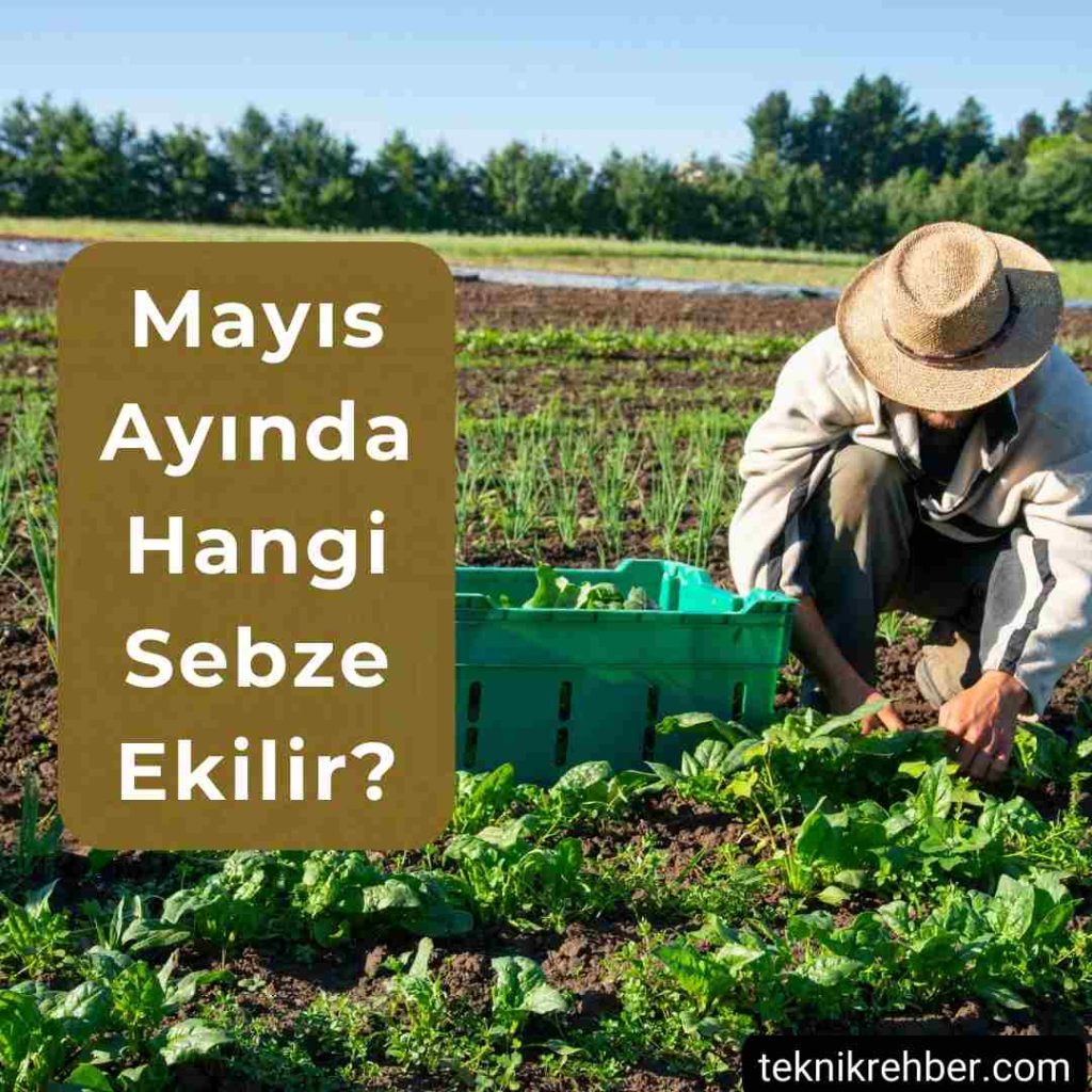 Mayıs Ayında Ne Ekilir? 2 Mayıs ayında hangi sebze ekilir?