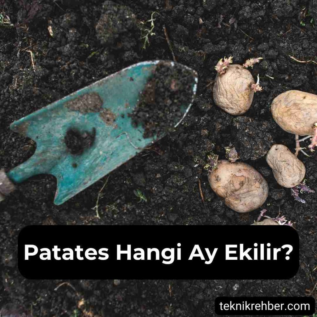 Patates Ne Zaman Ekilir, Hangi Ay Ekilir? 2 Patates hangi ay ekilir?