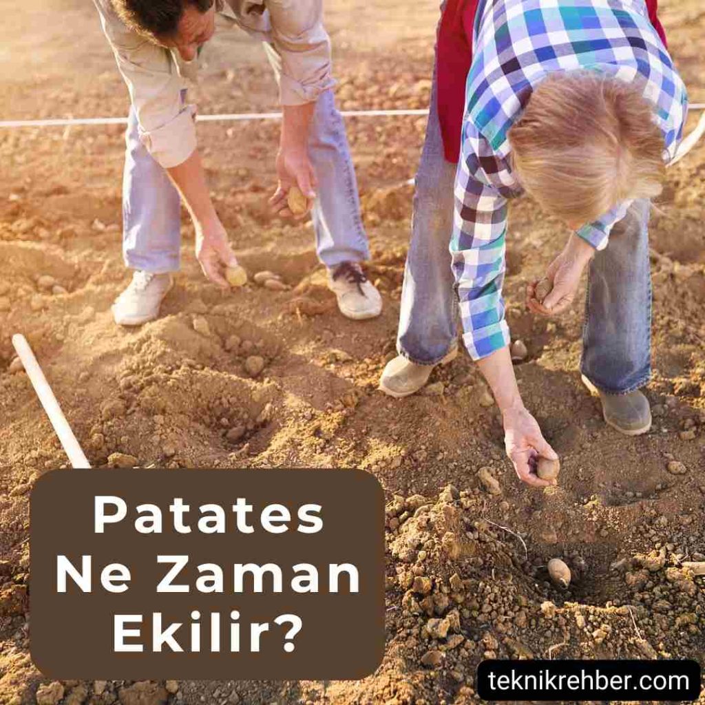 Patates Ne Zaman Ekilir, Hangi Ay Ekilir? 1 Patetes ne zaman ekilir?
