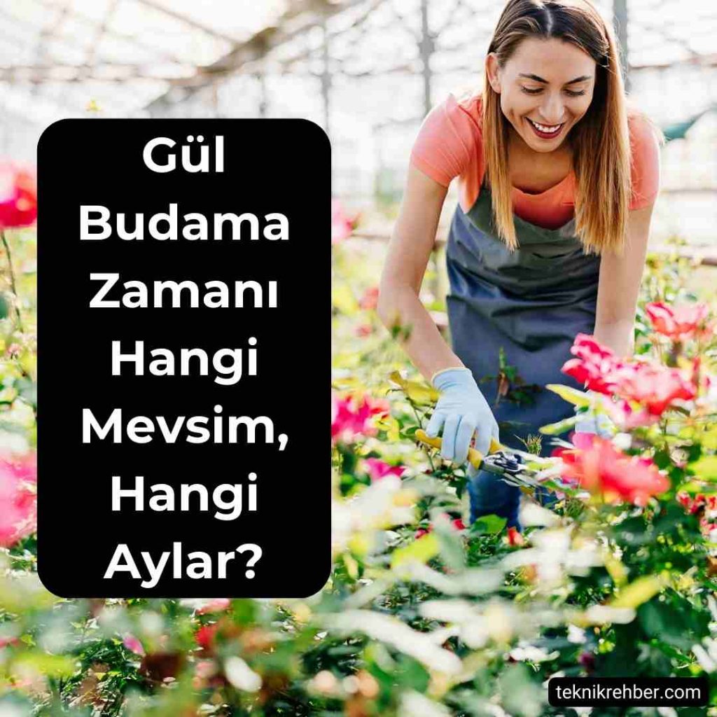 Gül ne zaman budanır?