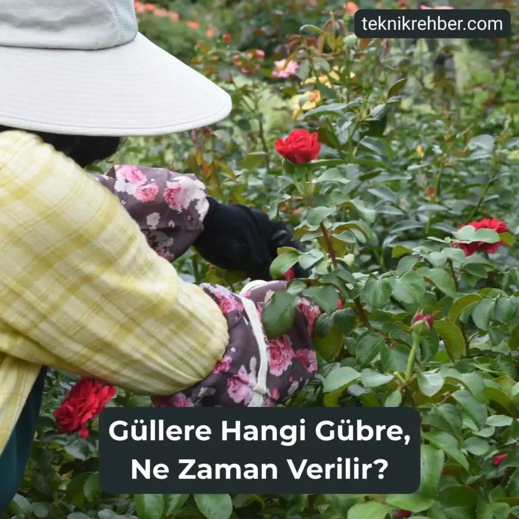 Gül Gübreleme: Güllere Hangi Gübre, Ne Zaman Verilir? 1 Gül gübreleme