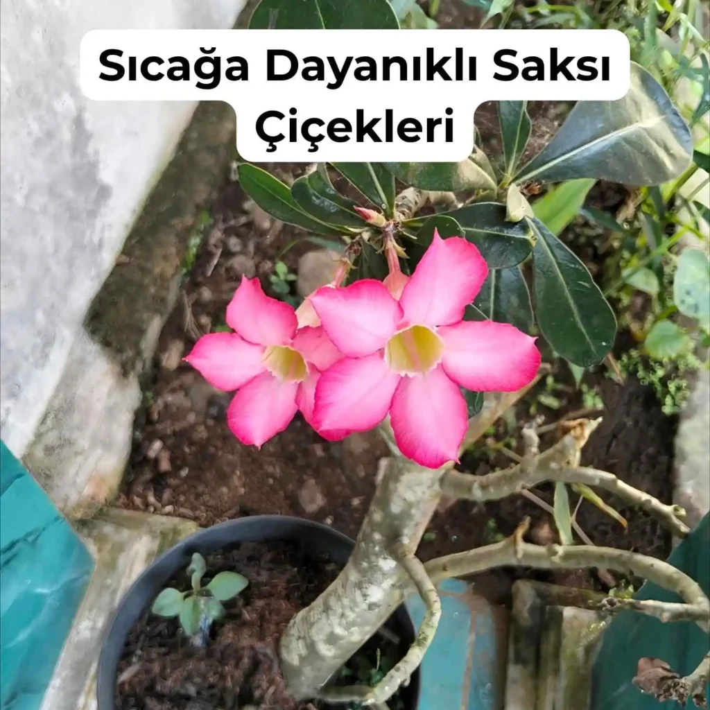 Güneşe ve Sıcağa Dayanıklı Çiçekler Nelerdir? 4 Adenyum sıcağa dayanıklı bir çiçektir.