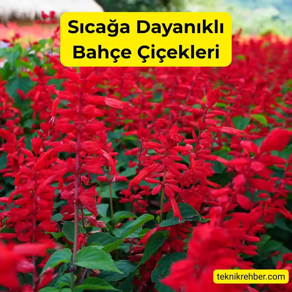 Güneşe ve Sıcağa Dayanıklı Çiçekler Nelerdir? 12 Ateş çiçeği güneşe ve sıcağa dayanıklıdır.