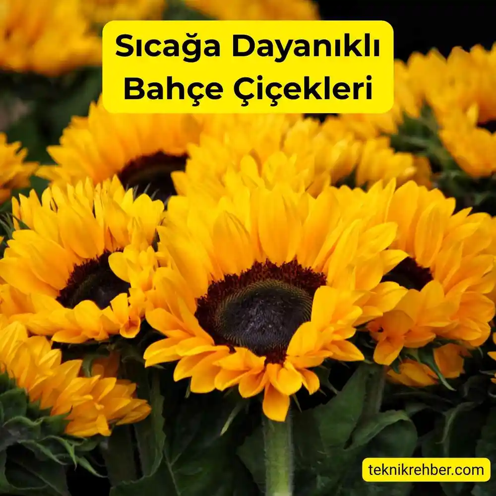 Güneşe ve Sıcağa Dayanıklı Çiçekler Nelerdir? 13 Ayçiçeği sıcağa dayanıklıdır.