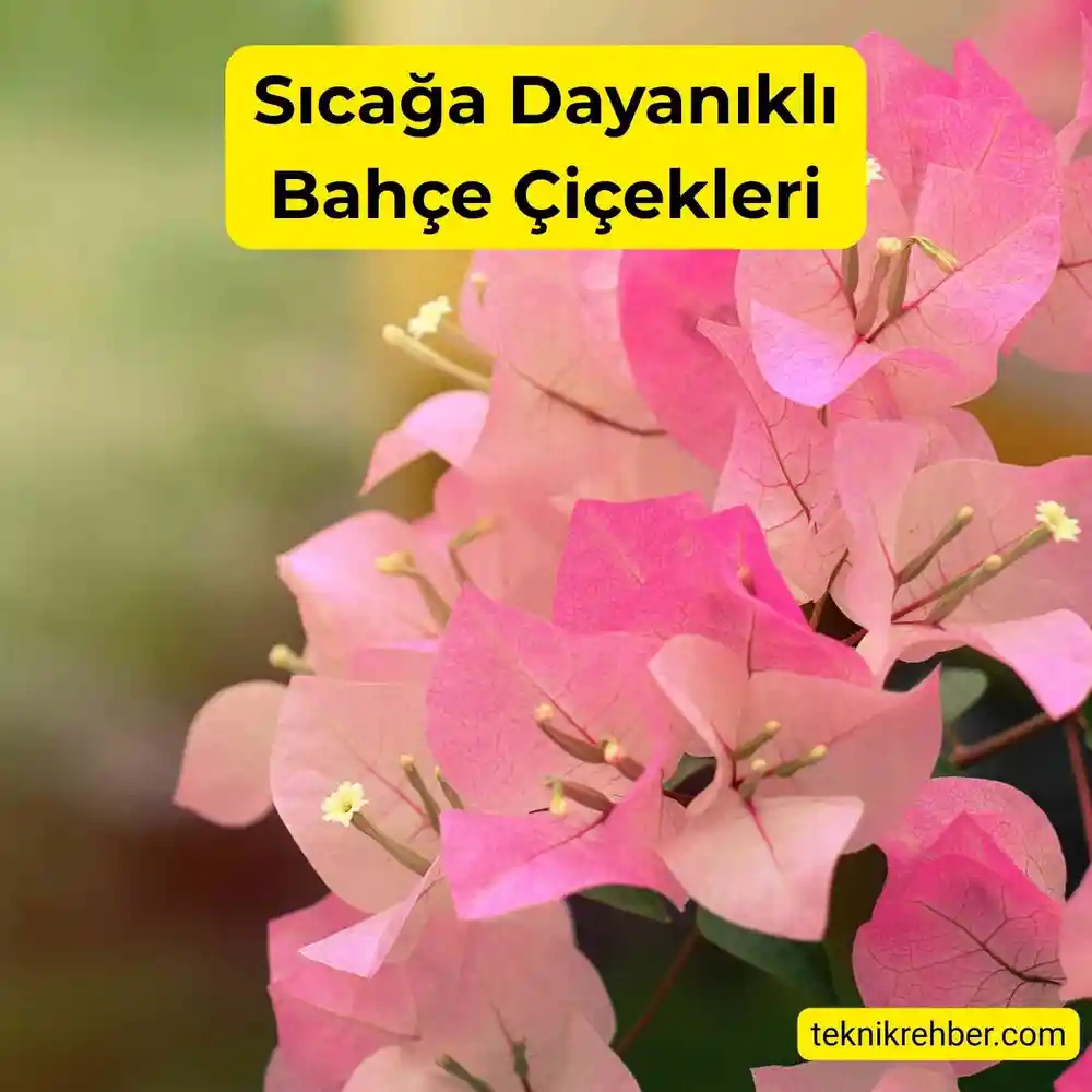 Güneşe ve Sıcağa Dayanıklı Çiçekler Nelerdir? 8 Begonvil sıcağa dayanıklı bir çiçektir.