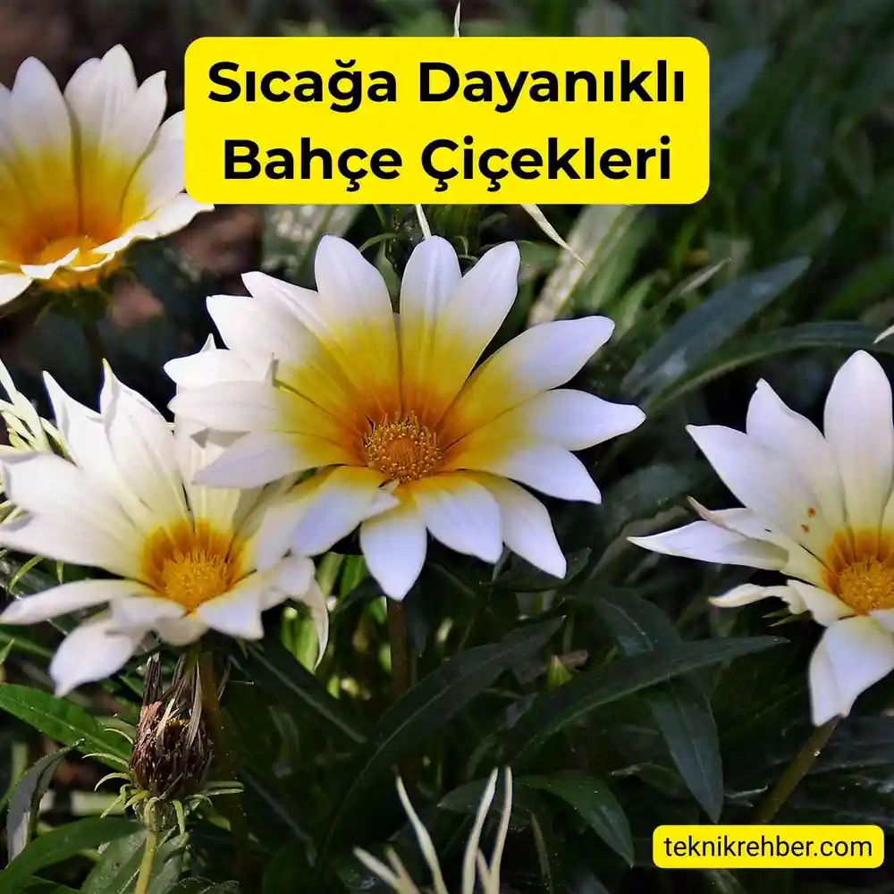Güneşe ve Sıcağa Dayanıklı Çiçekler Nelerdir? 10 Gazanya sıcağa dayanıklı bir çiçektir.