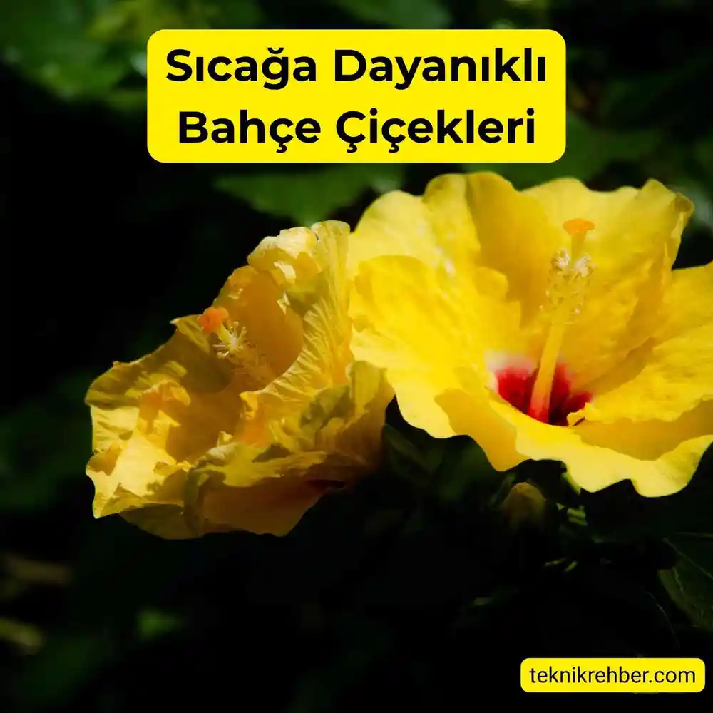 Güneşe ve Sıcağa Dayanıklı Çiçekler Nelerdir? 9 Çin gülü sıcağa dayanıklı bir çiçektir.