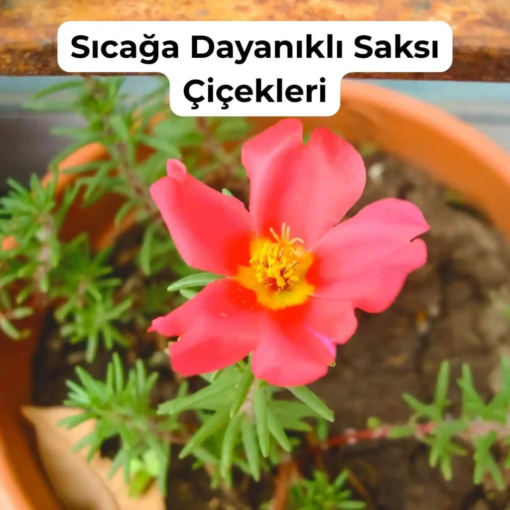 Güneşe ve Sıcağa Dayanıklı Çiçekler Nelerdir? 3 İpek çiçeği sıcağa dayanıklıdır.