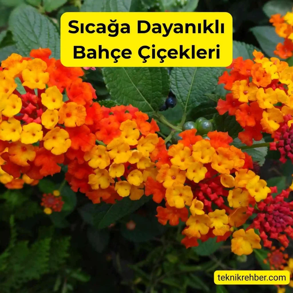 Güneşe ve Sıcağa Dayanıklı Çiçekler Nelerdir? 6 Lantana çiçeği sıcağa dayanıklı bir çiçektir.