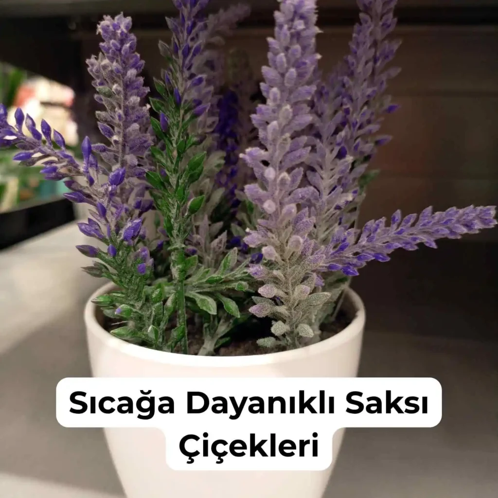 Güneşe ve Sıcağa Dayanıklı Çiçekler Nelerdir? 5 Lavanta sıcağa dayanıklı bir çiçektir.
