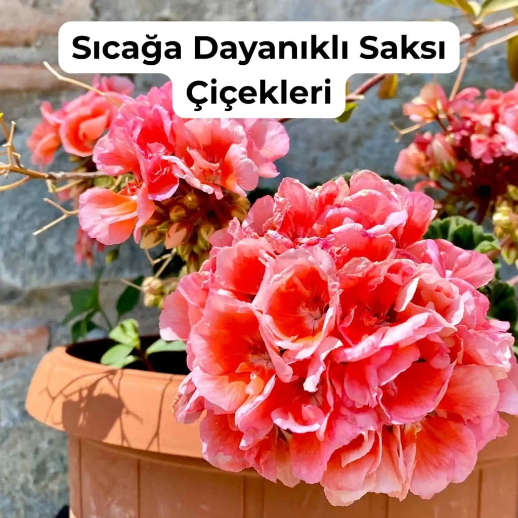 Güneşe ve Sıcağa Dayanıklı Çiçekler Nelerdir? 2 Sardunya sıcağa dayanıklıdır.
