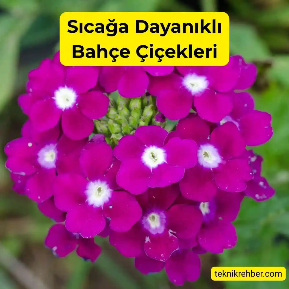 Güneşe ve Sıcağa Dayanıklı Çiçekler Nelerdir? 11 Verbena güneşe ve sıcağa dayanıklıdır.