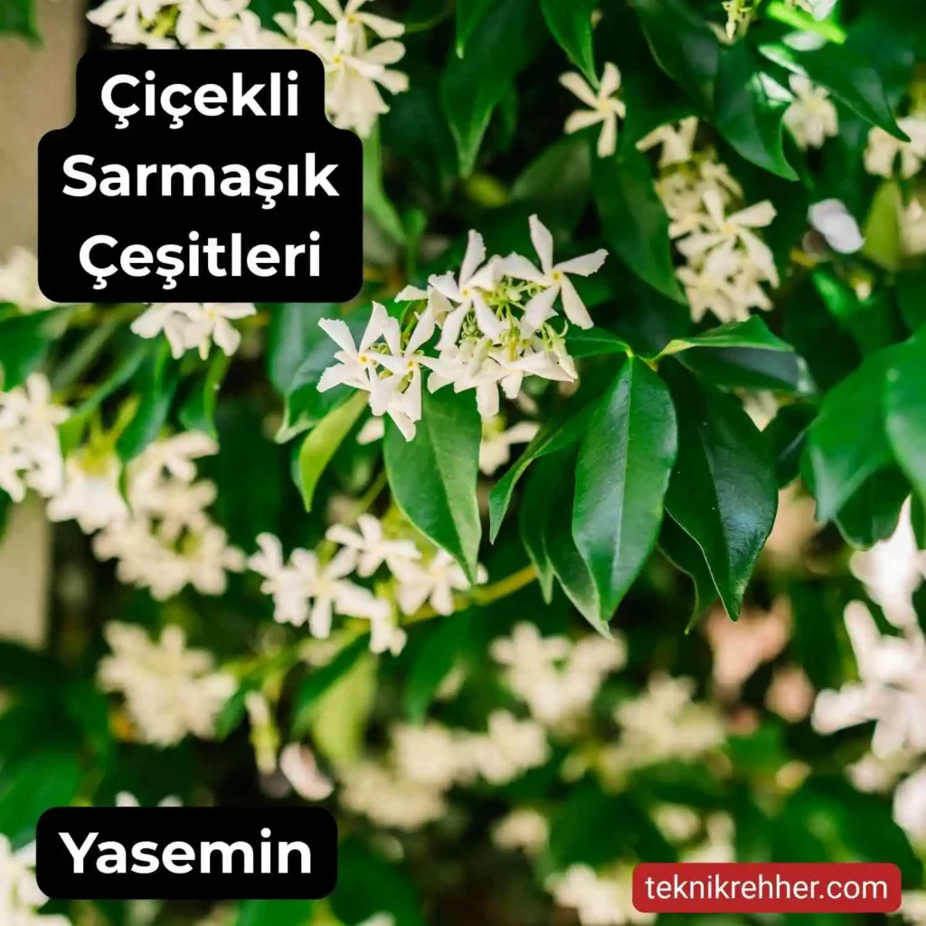 Çiçekli Sarmaşık Çeşitleri Nelerdir? Tüm Çiçek Açan Sarmaşıklar 4 Beyaz çiçekli sarmaşık çeşitleri.