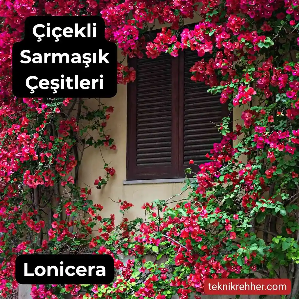 Çiçekli Sarmaşık Çeşitleri Nelerdir? Tüm Çiçek Açan Sarmaşıklar 8 Kırımızı çiçekli sarmaşık