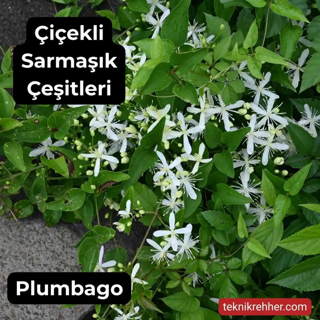 Çiçekli Sarmaşık Çeşitleri Nelerdir? Tüm Çiçek Açan Sarmaşıklar 10 Küçük çiçekli sarmaşık